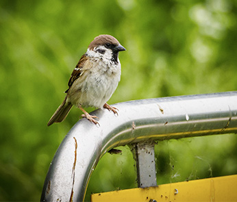 Naturschutz_LINKS_fauna