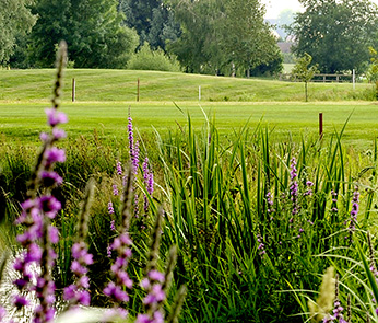 Naturschutz_LINKS_flora